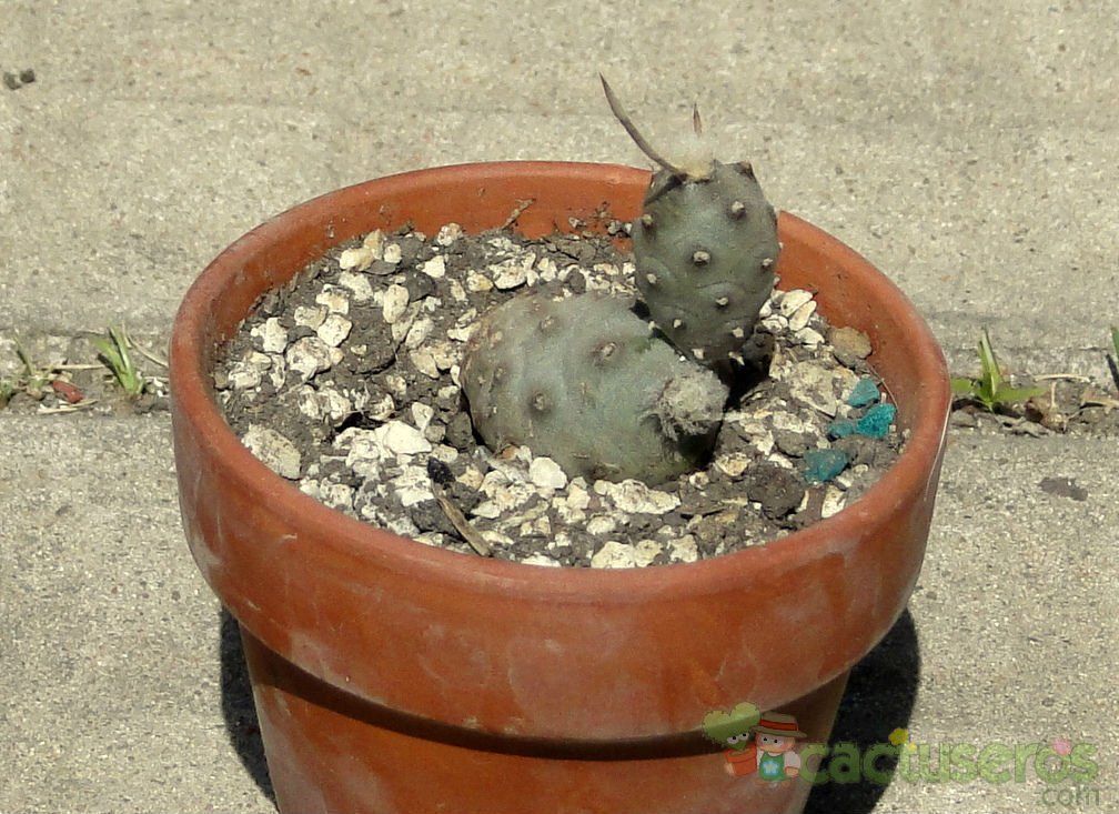 A photo of Tephrocactus articulatus var. oligocanthus