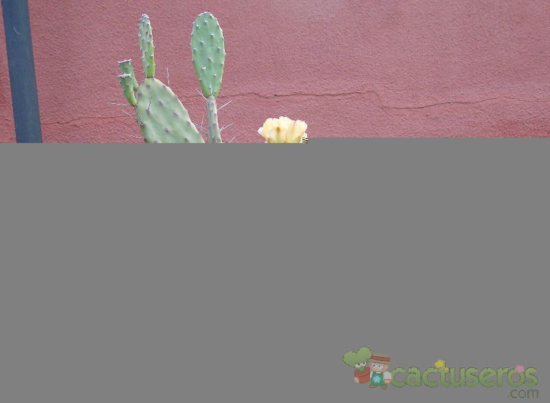 A photo of Opuntia monacantha