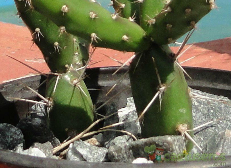 Una foto de Opuntia aurantiaca