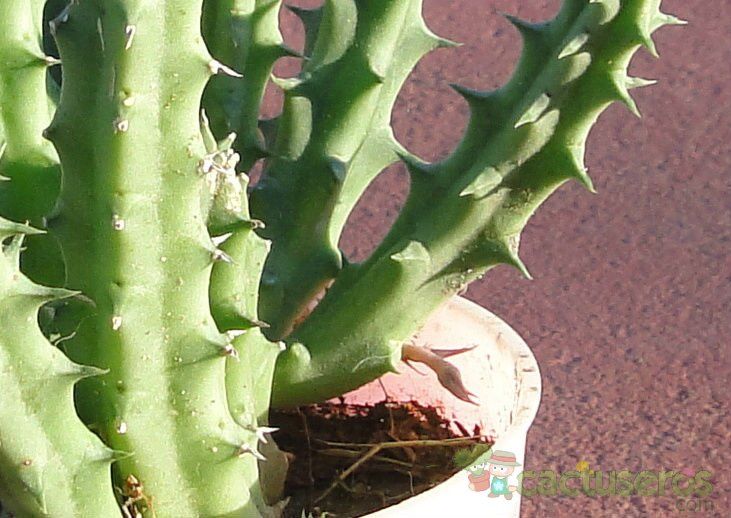 Una foto de Huernia keniensis