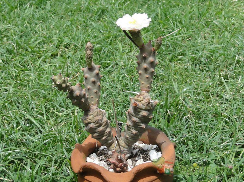 Una foto de Tephrocactus articulatus fma. papyracanthus