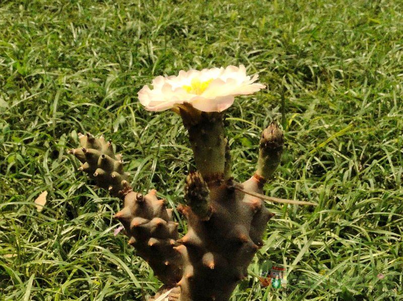 Una foto de Tephrocactus articulatus fma. papyracanthus