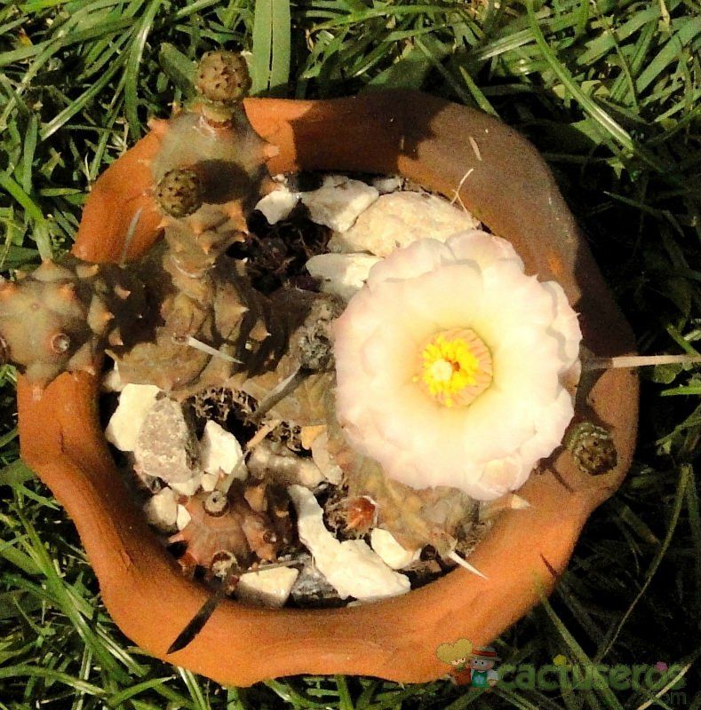Una foto de Tephrocactus articulatus fma. papyracanthus