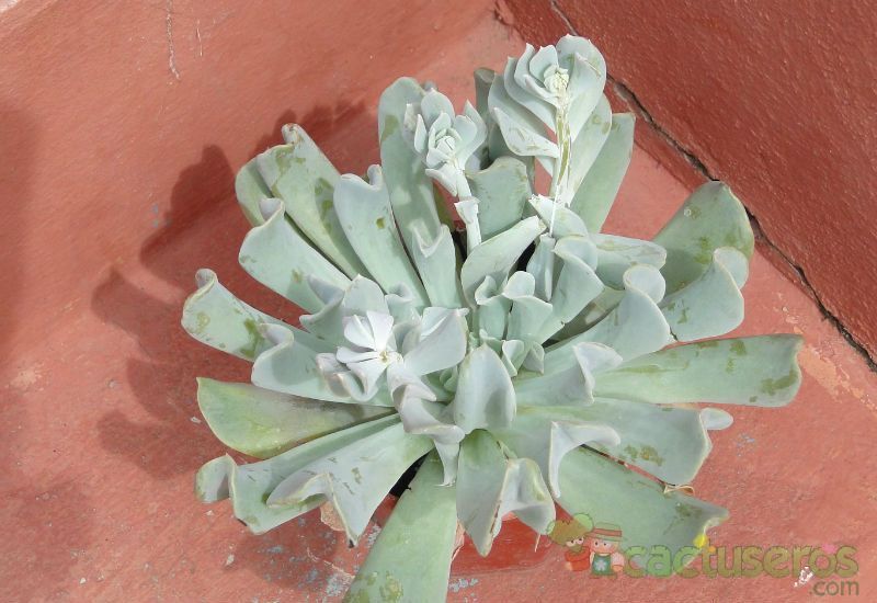 A photo of Echeveria runyonii cv. Topsy turvy 