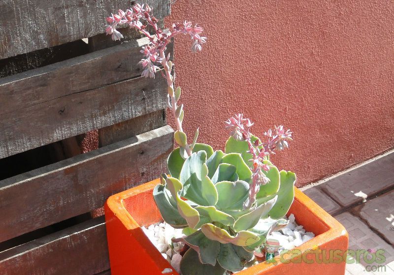 Una foto de Echeveria gibbiflora  