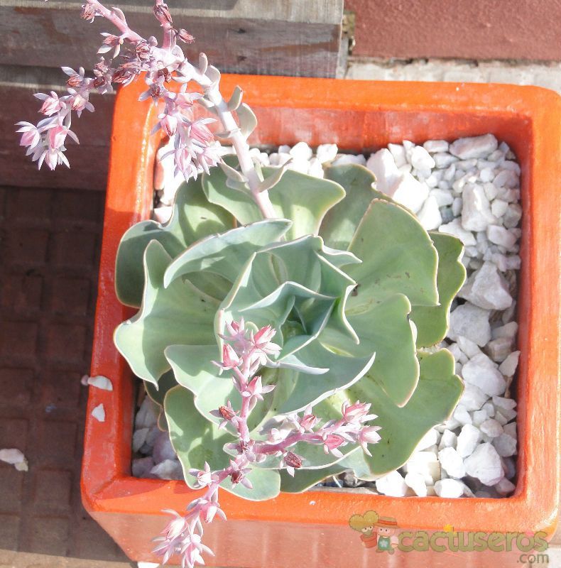 A photo of Echeveria gibbiflora  