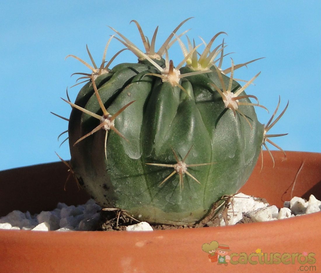 Una foto de Ferocactus recurvus
