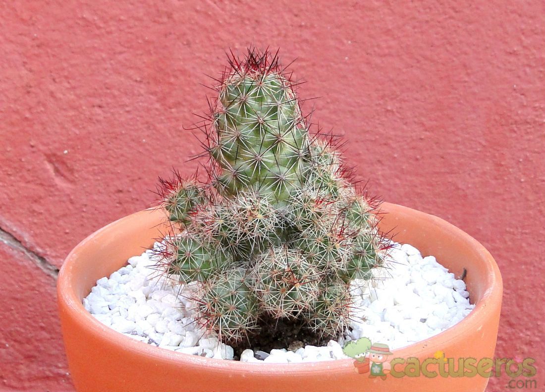 Una foto de Mammillaria mazatlanensis ssp. patonii