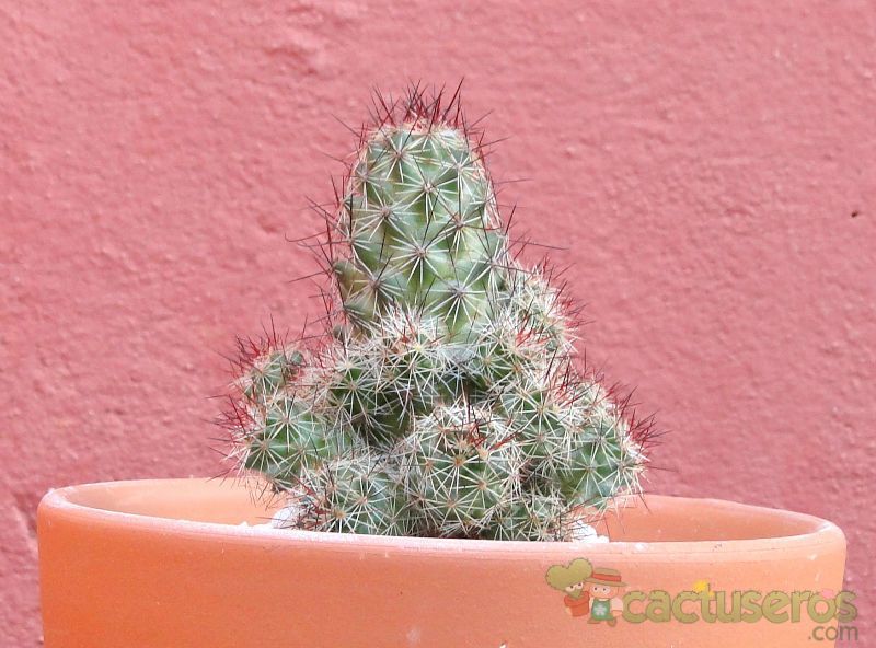 Una foto de Mammillaria mazatlanensis ssp. patonii