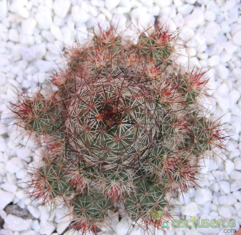 Una foto de Mammillaria mazatlanensis ssp. patonii