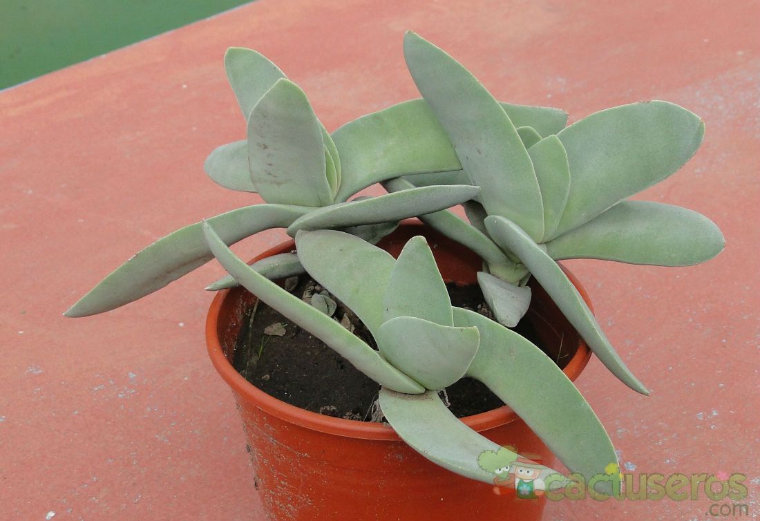 A photo of Crassula perfoliata var. falcata