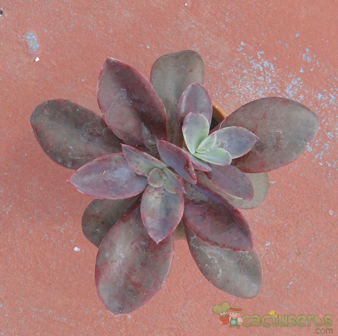 A photo of Echeveria Metallica (Hibrido)