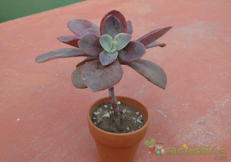 A photo of Echeveria Metallica (Hibrido)