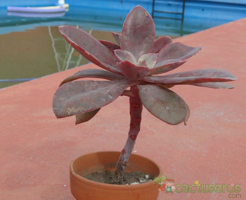 A photo of Echeveria Metallica (Hibrido)