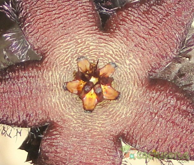 Una foto de Stapelia schinzii var. angolensis