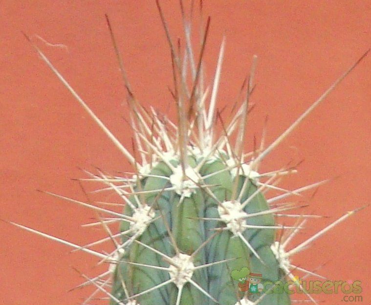 A photo of Stetsonia coryne