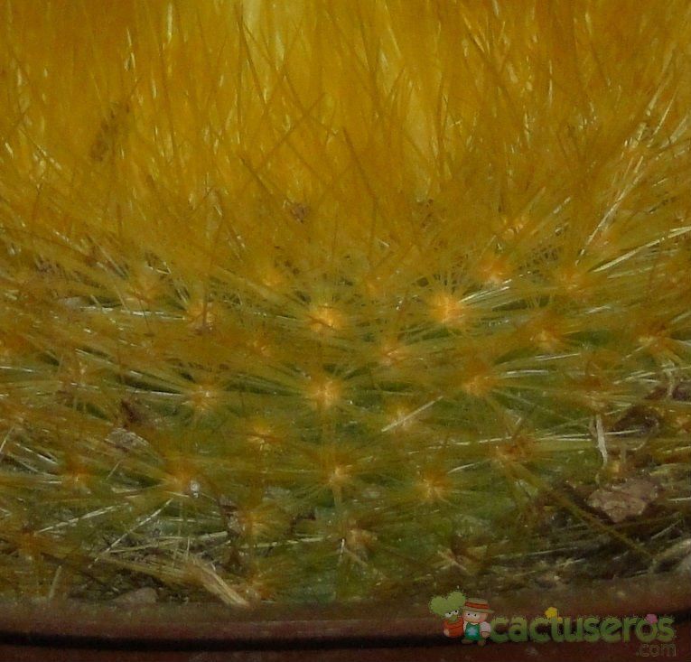 Una foto de Parodia chrysacanthion