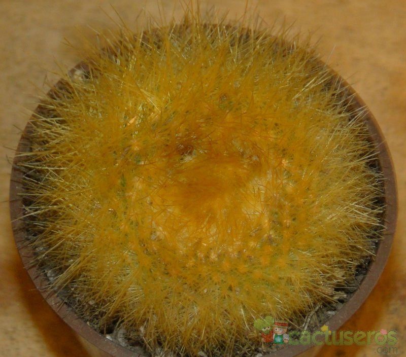 Una foto de Parodia chrysacanthion
