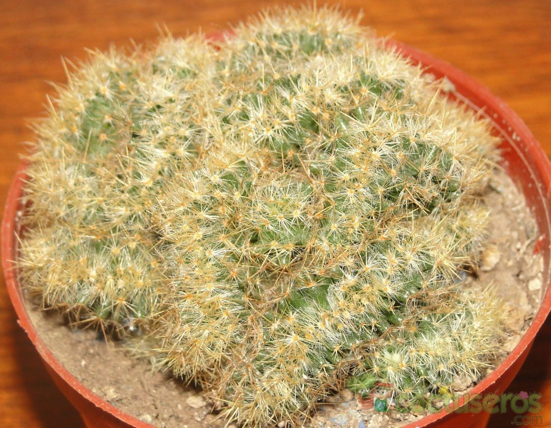 A photo of Mammillaria prolifera fma. crestada