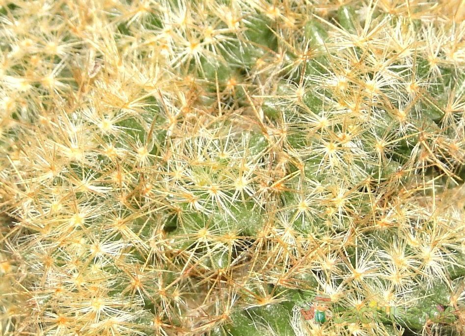A photo of Mammillaria prolifera fma. crestada
