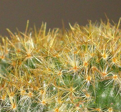A photo of Mammillaria prolifera fma. crestada