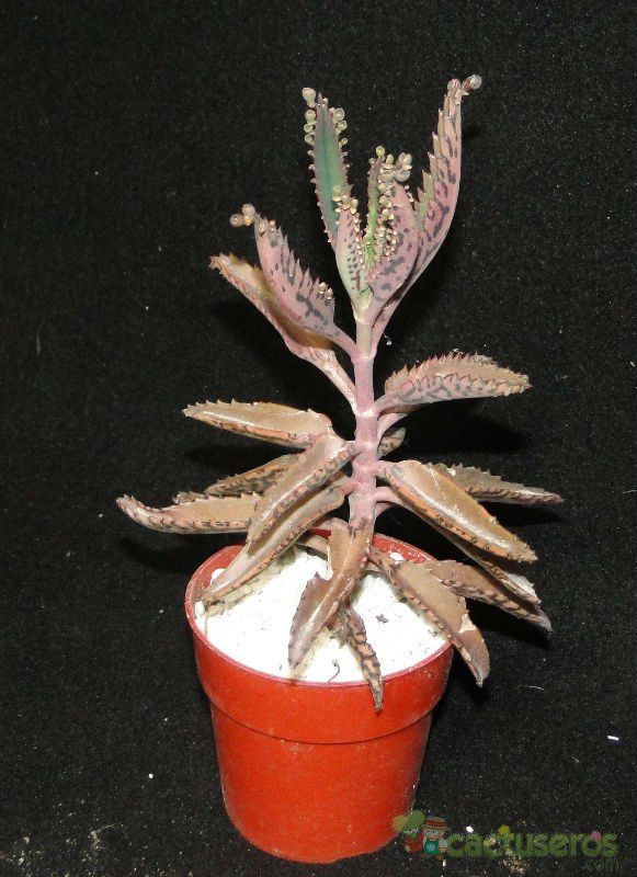 Una foto de Bryophyllum x houghtonii