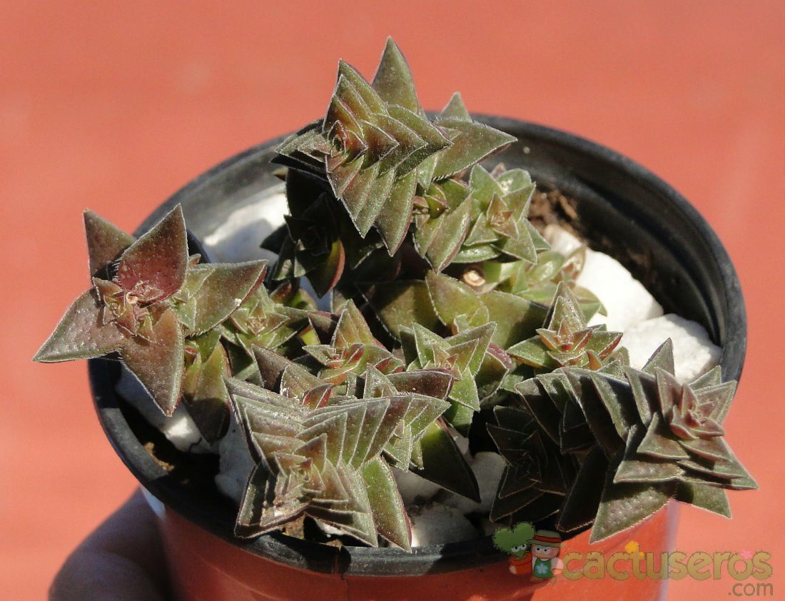 A photo of Crassula capitella ssp. thyrsiflora 