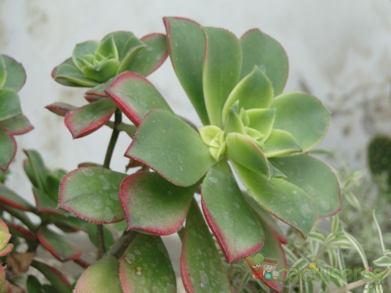 Una foto de Aeonium haworthii cv kiwi