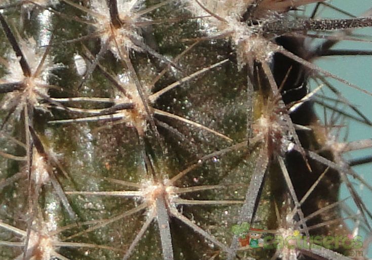 A photo of Echinopsis mirabilis