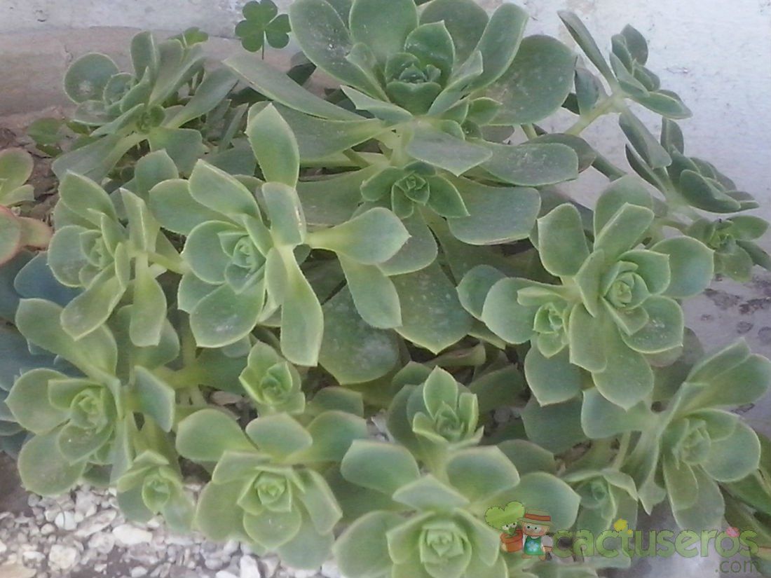 A photo of Aeonium haworthii