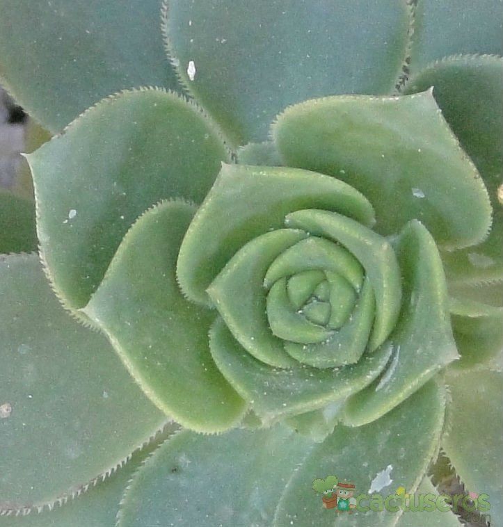 A photo of Aeonium haworthii