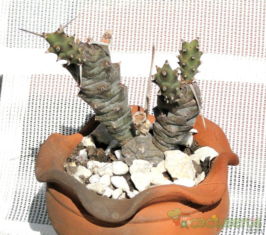 Una foto de Tephrocactus articulatus fma. papyracanthus
