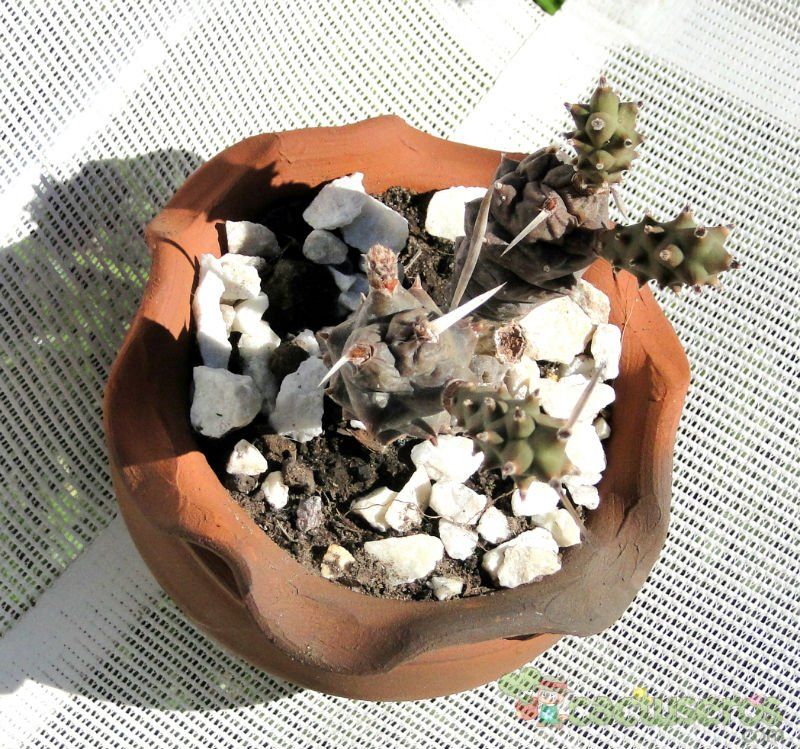 Una foto de Tephrocactus articulatus fma. papyracanthus