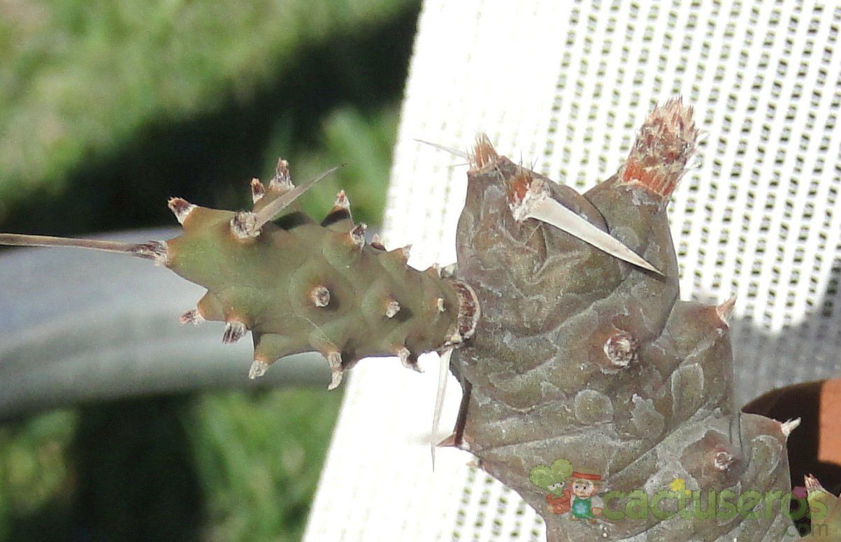 Una foto de Tephrocactus articulatus fma. papyracanthus