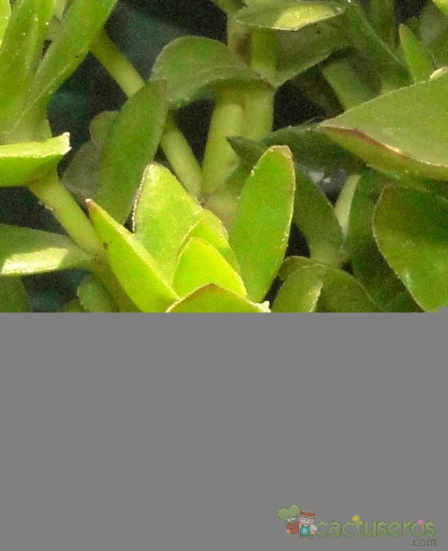 A photo of Crassula undulata