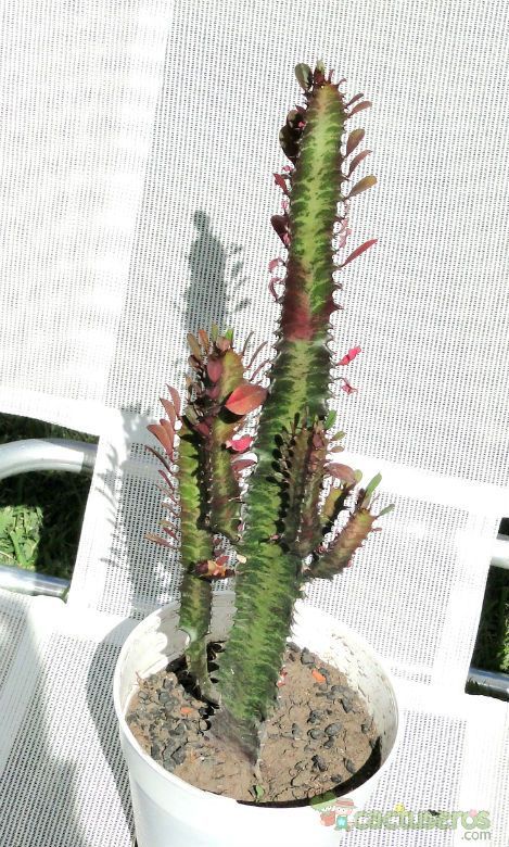 A photo of Euphorbia trigona var. rubra