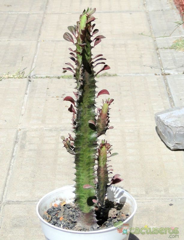 A photo of Euphorbia trigona var. rubra