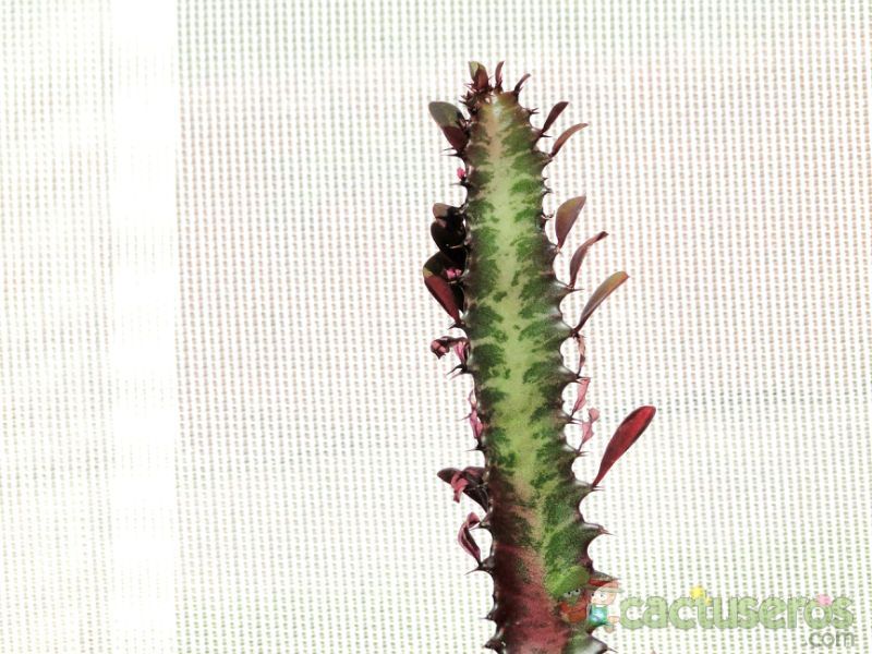 A photo of Euphorbia trigona var. rubra