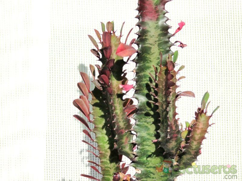 A photo of Euphorbia trigona var. rubra