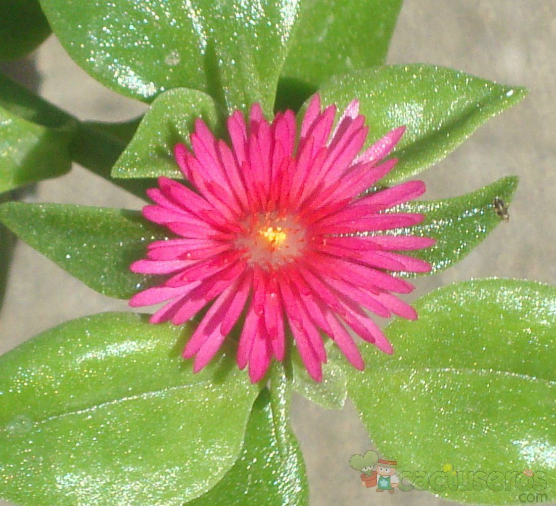 A photo of Mesembryanthemum cordifolium