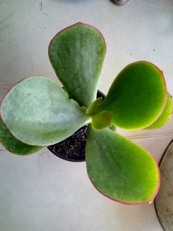 A photo of Cotyledon macrantha