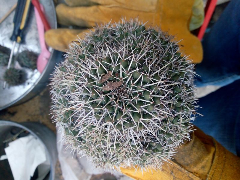 A photo of Mammillaria karwinskiana subsp. karwinskiana