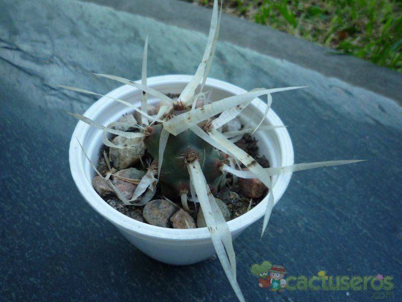 Una foto de Tephrocactus articulatus fma. papyracanthus