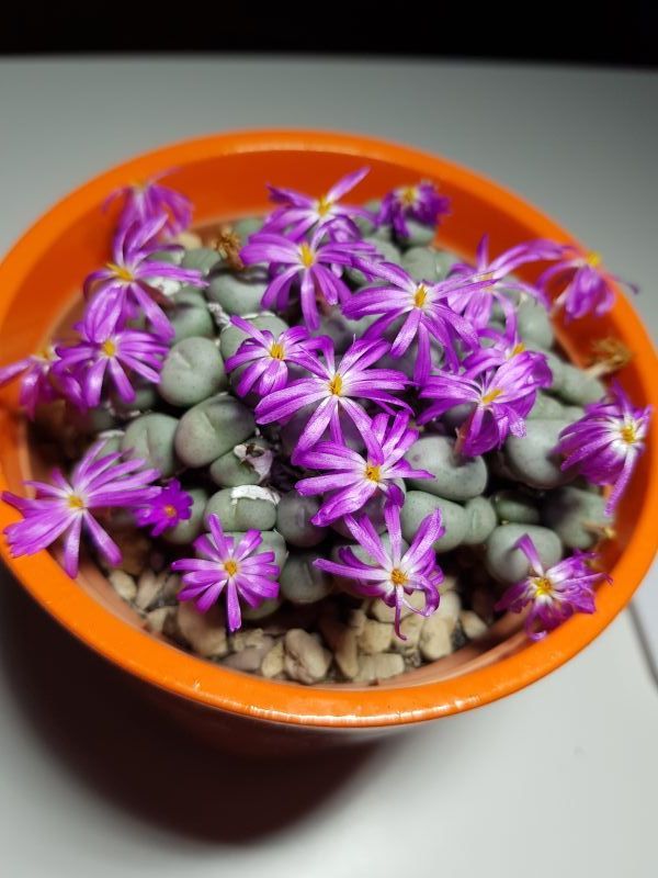 A photo of Conophytum minutum  
