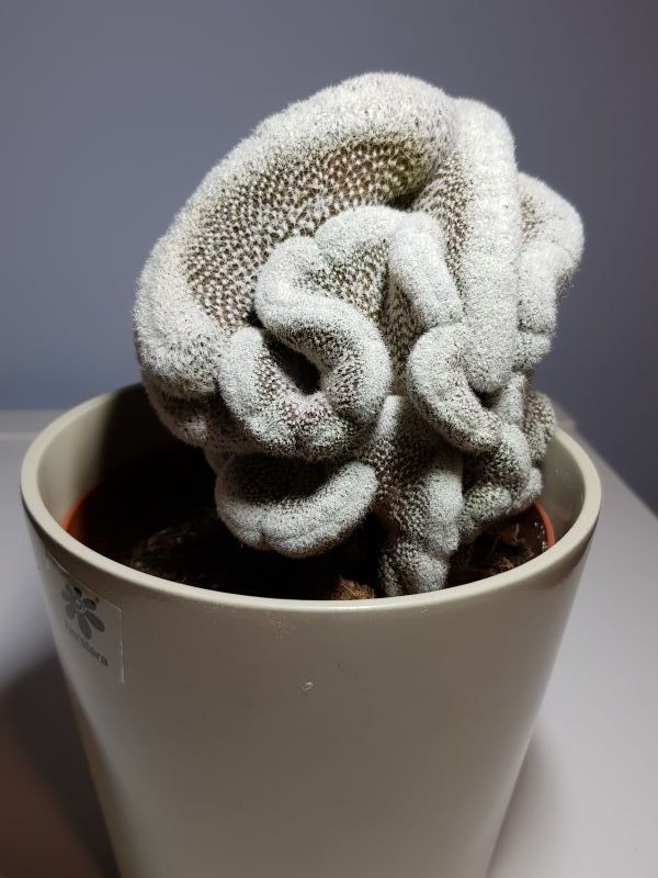 A photo of Copiapoa humilis subs. tenuissima fma. monstruosa crestada