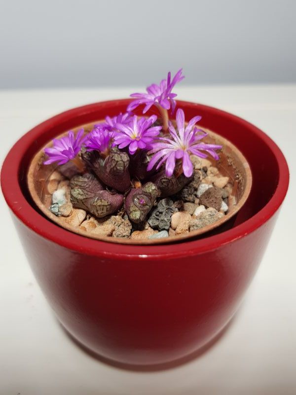 Una foto de Conophytum luckhoffii