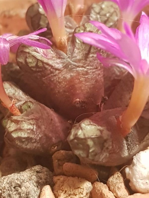 Una foto de Conophytum luckhoffii