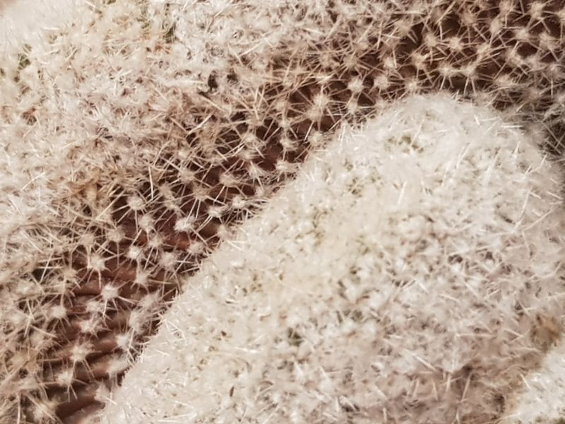A photo of Copiapoa humilis subs. tenuissima fma. monstruosa crestada