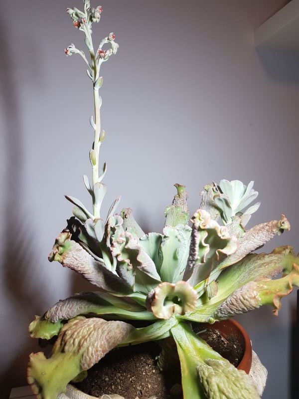 Una foto de Echeveria Paul Bunyan (E. gibbiflora Carunculata x E. Edna Spencer) (HIBRIDO)