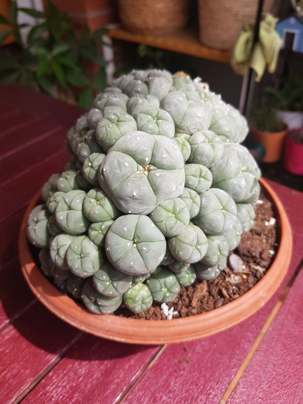 Una foto de Lophophora williamsii